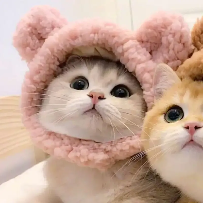 Avatar đôi con mèo sẽ là lựa chọn hoàn hảo để thể hiện tình bạn hay tình yêu.