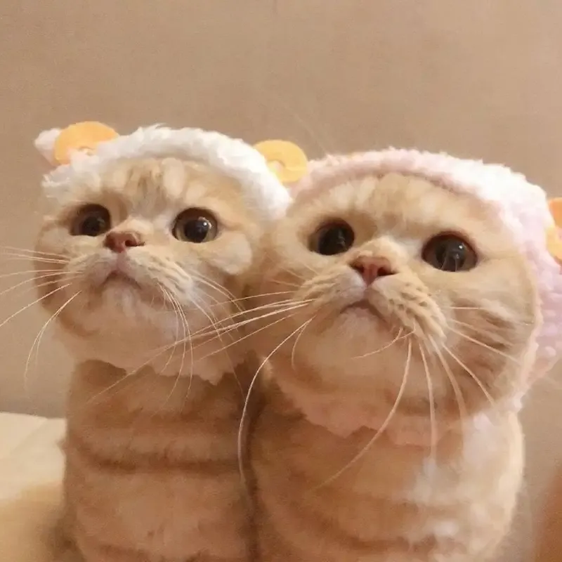 Chia sẻ avatar đôi con mèo để thể hiện phong cách dễ thương và đáng yêu trên mạng xã hội.