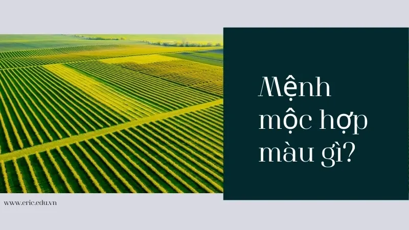 Mệnh mộc hợp màu gì 02