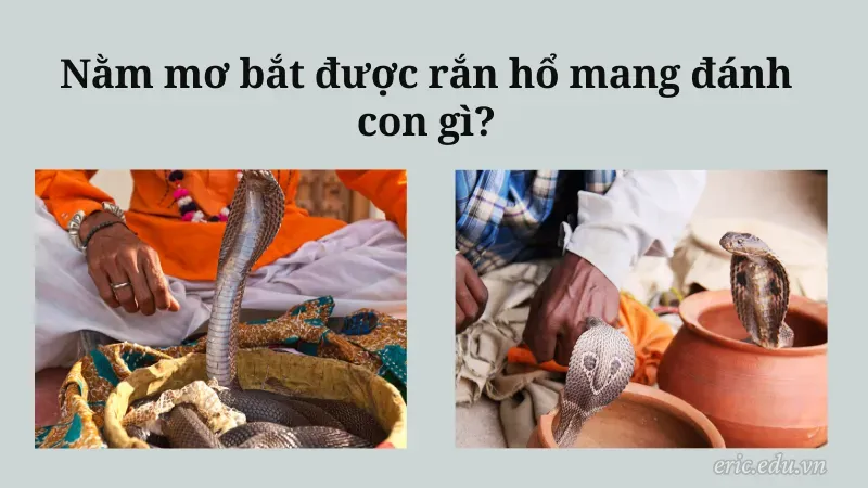 Nằm mơ bắt được rắn hổ mang đánh con gì?
