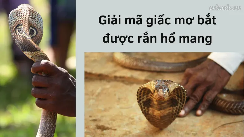 Giải mã giấc mơ bắt được rắn hổ mang