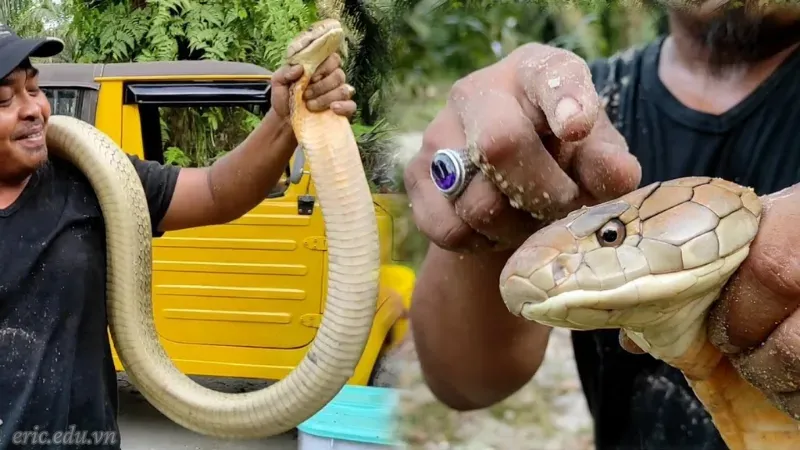 Mơ thấy bắt rắn hổ mang chúa
