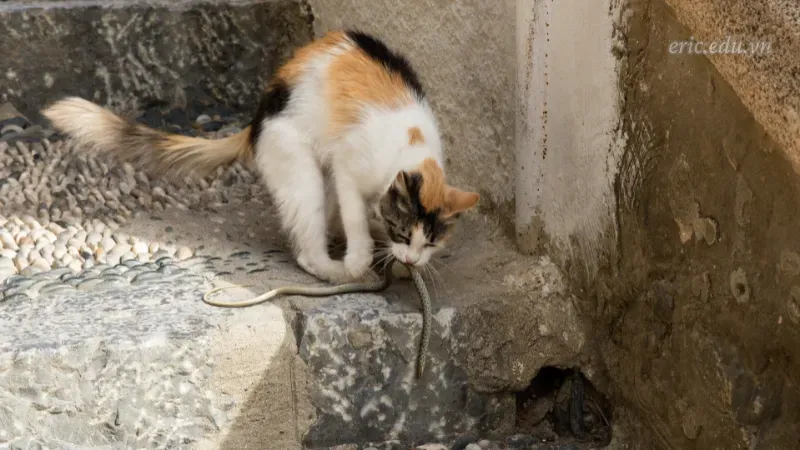 Nằm mơ thấy mèo bắt rắn
