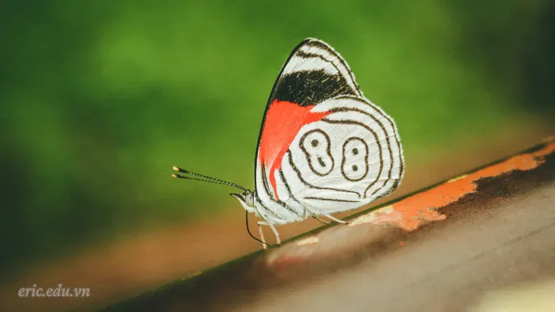 Nằm mơ thấy số 88 