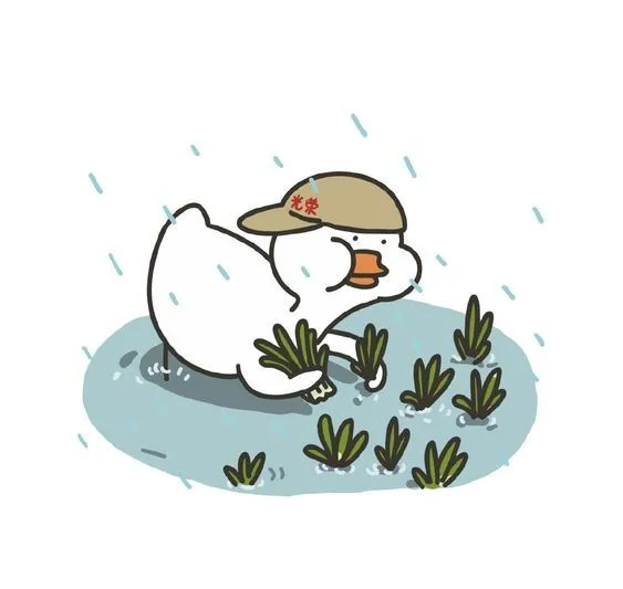 Hình avatar con vịt dễ thương thu hút mọi ánh nhìn