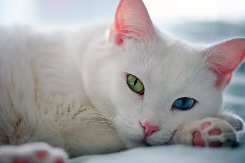 Avatar mèo cute với biểu cảm đáng yêu thu hút mọi ánh nhìn