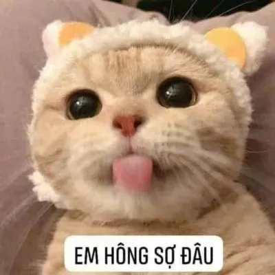 Buồn cười không ngừng với meme mèo bựa ngộ nghĩnh và siêu đáng yêu