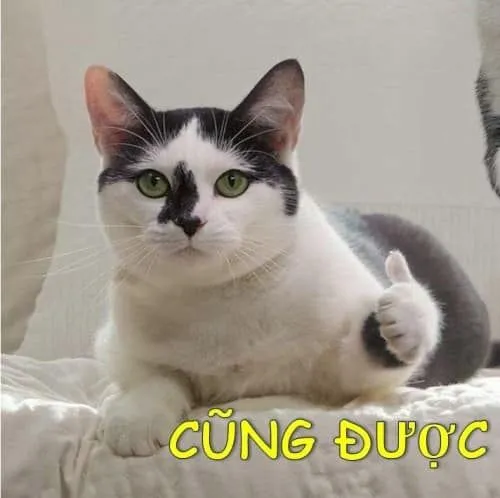 Meme mèo hài bựa giúp bạn thư giãn với những khoảnh khắc lầy lội khó đỡ