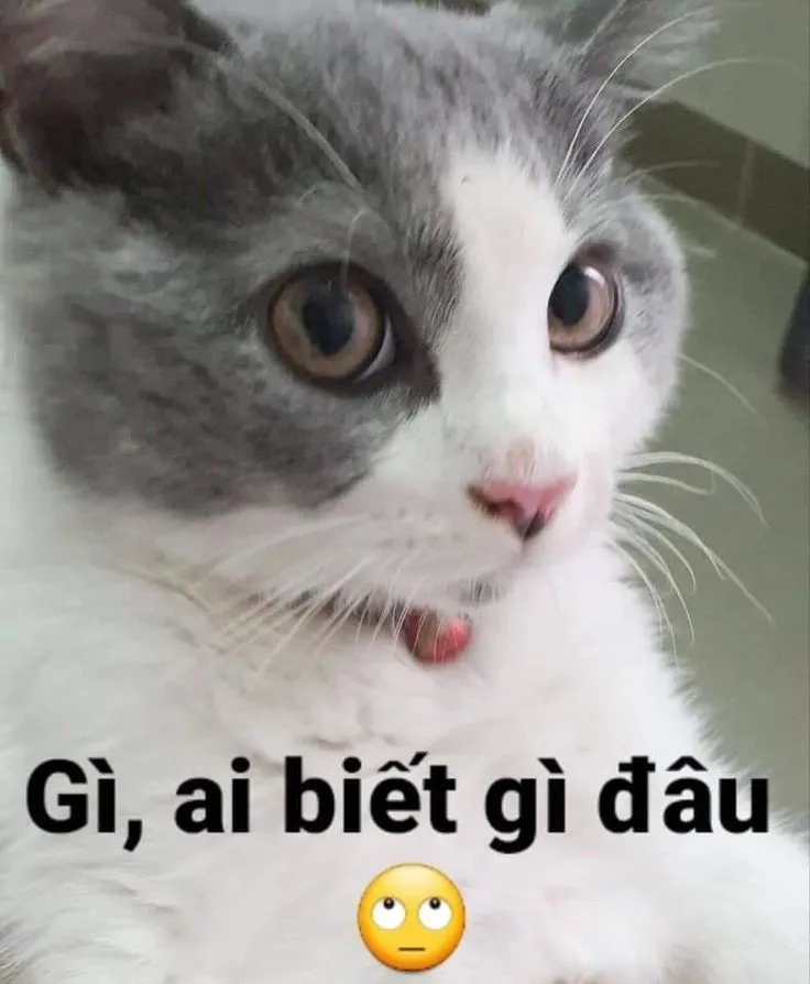 Ảnh mèo hài hước kết hợp meme bựa là công cụ giải trí không thể thiếu