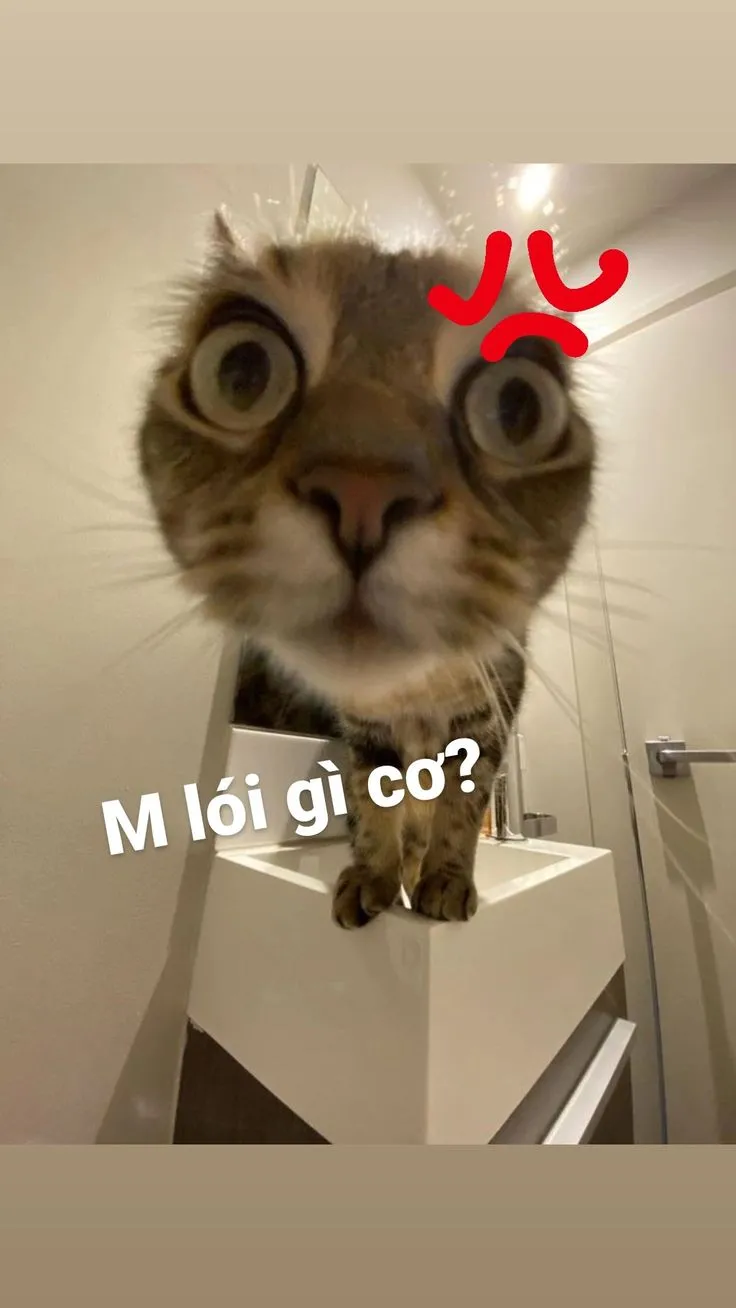 Bựa meme mèo bựa mang đến sự hài hước khó cưỡng cho mọi cuộc trò chuyện