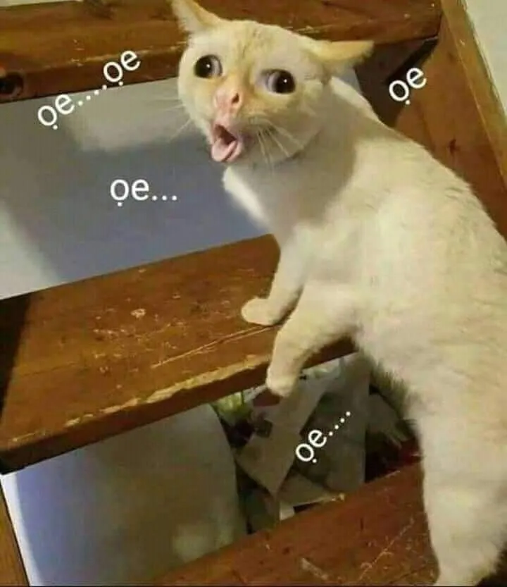 Hình mèo meme bựa là cách tuyệt vời để khuấy động mọi cuộc trò chuyện