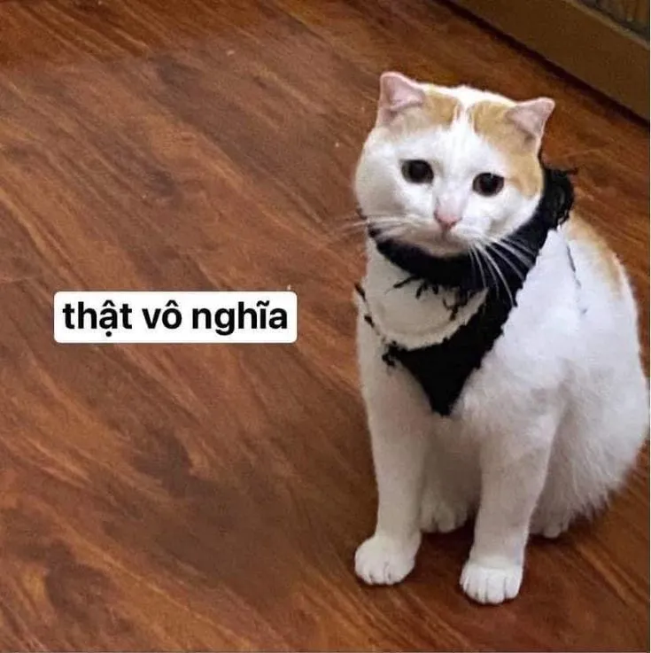 Meme hài bựa mèo là món ăn tinh thần cho những ai yêu thích sự lầy lội