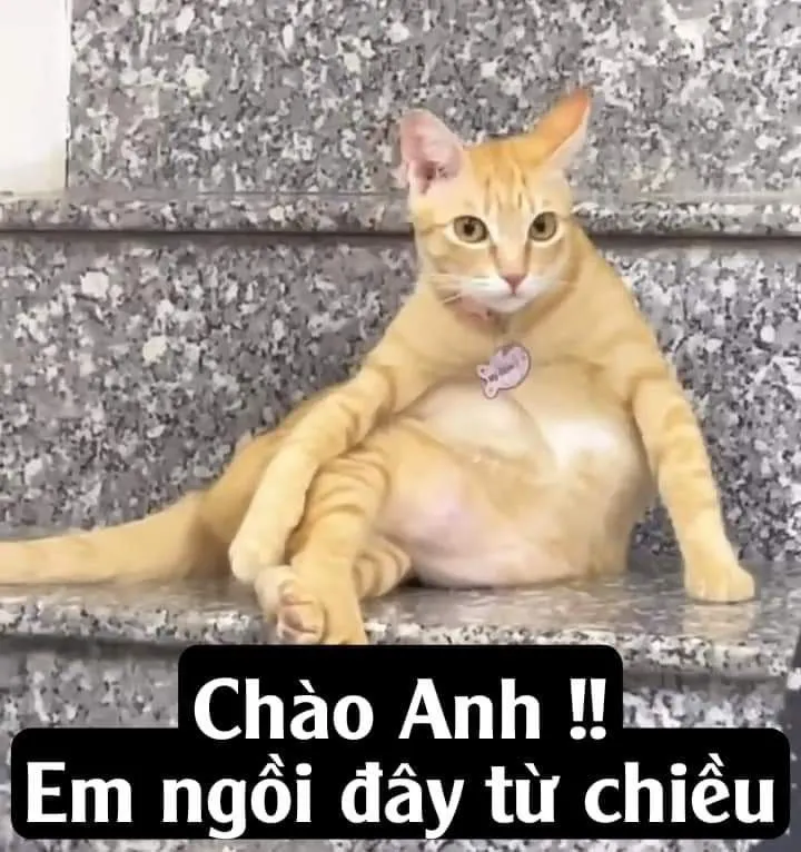 Cười nhếch mép với meme mèo bựa hài hước, sáng tạo và độc đáo
