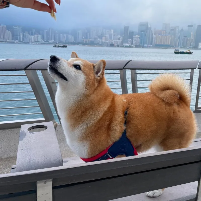 Cheems meme cute ghi điểm với sự dễ thương pha chút hài hước khó cưỡng.