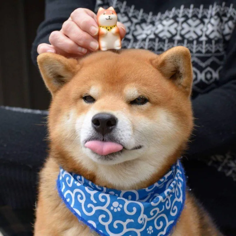 T shirt roblox meme cheems là sản phẩm độc đáo dành cho fan của chú chó hài hước này.