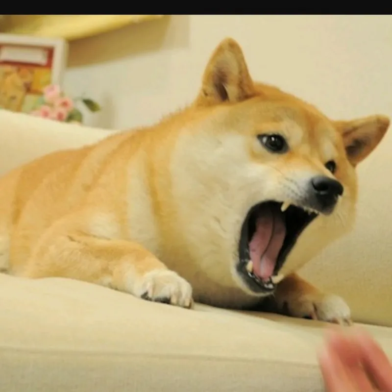 Rạp xiếc meme cheems chúa hề là màn biểu diễn hài hước làm khuấy động mạng xã hội.