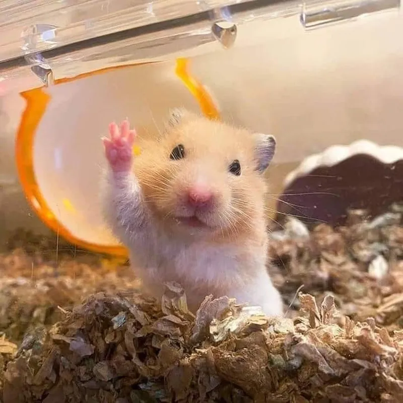 Meme con chuột cầm thánh giá độc đáo, thú vị và cực kỳ hài hước.