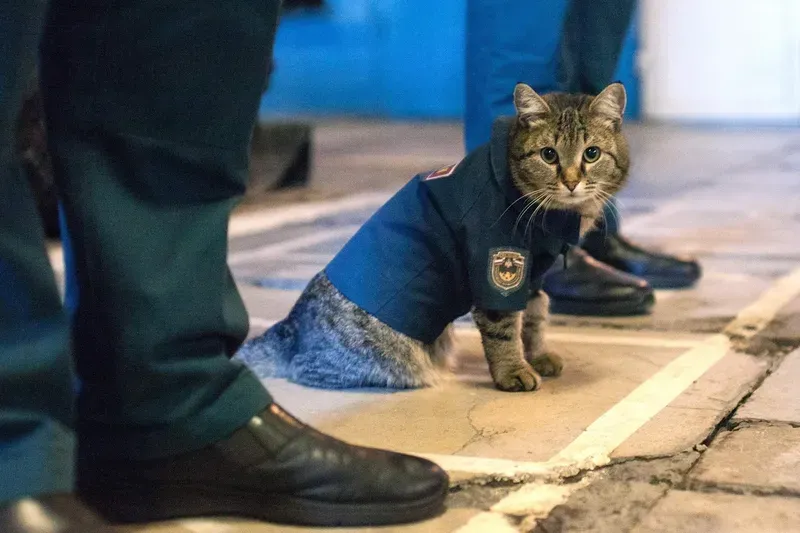 Cà khịa nhưng vẫn vui! Meme công an này là cách thú vị để nói lên suy nghĩ.