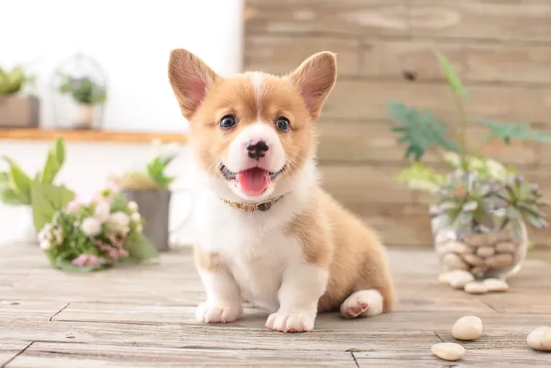 Dog cute meme - chú chó dễ thương trong những meme hài hước không giới hạn.