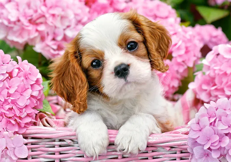 Dog smiling meme - biểu cảm rạng rỡ tạo cảm giác vui vẻ suốt cả ngày dài.