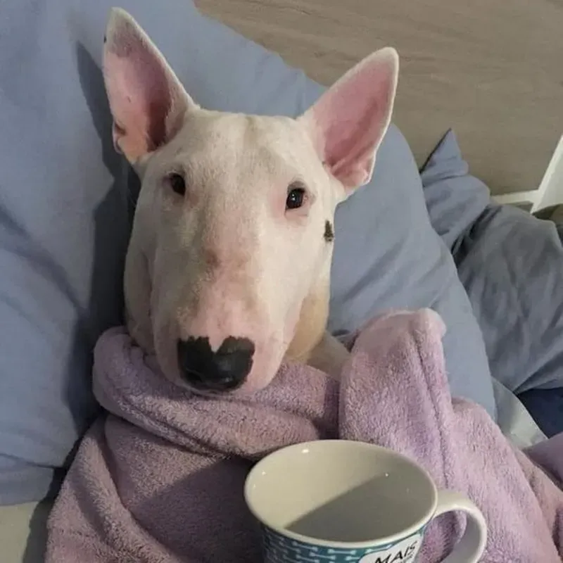 Loading dog meme mang đến cảm giác thú vị với các khoảnh khắc chờ đợi độc đáo.
