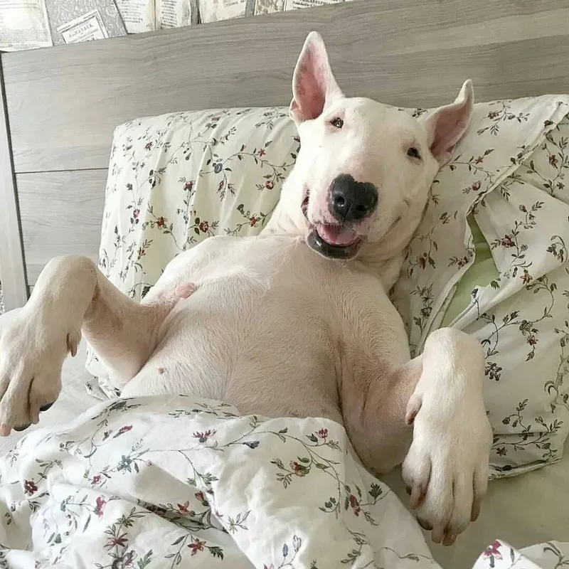 Laughing dog meme lan tỏa niềm vui với nụ cười sảng khoái từ các chú chó.