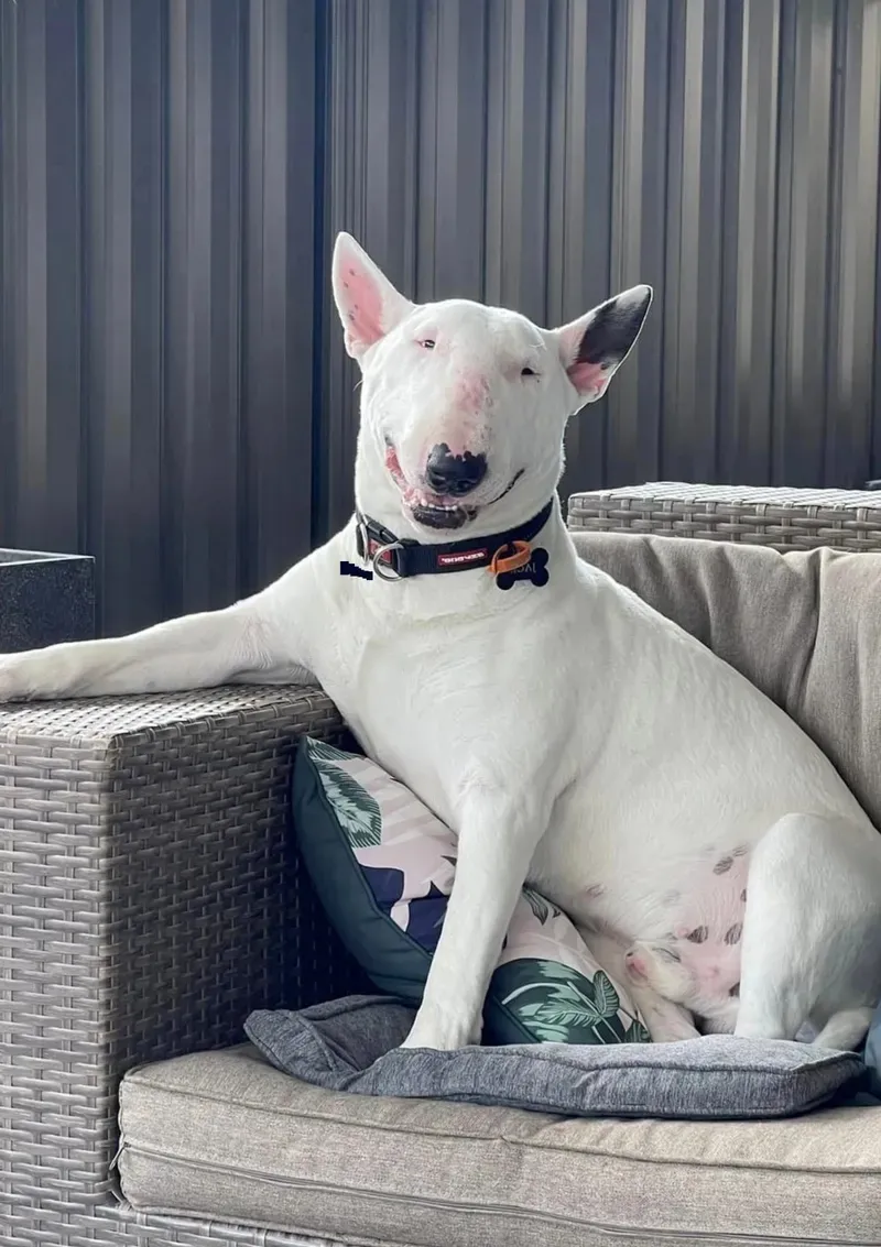 Dog side eye meme - ánh mắt 