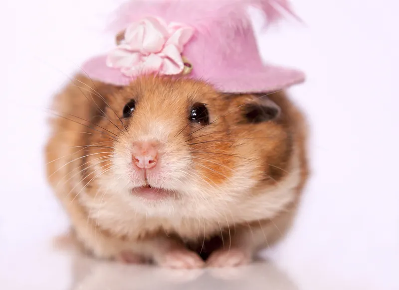 Meme chuột hamster mang đến sự dễ thương và hài hước cho bạn.