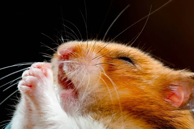Meme ảnh chuột hamster luôn tạo được sự bất ngờ và hài hước.