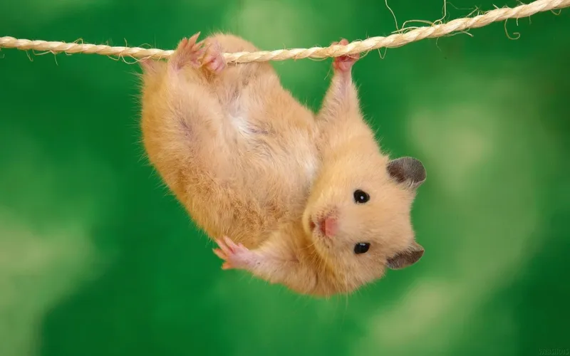 Con chuột hamster trong meme sẽ khiến bạn bật cười ngay lập tức.