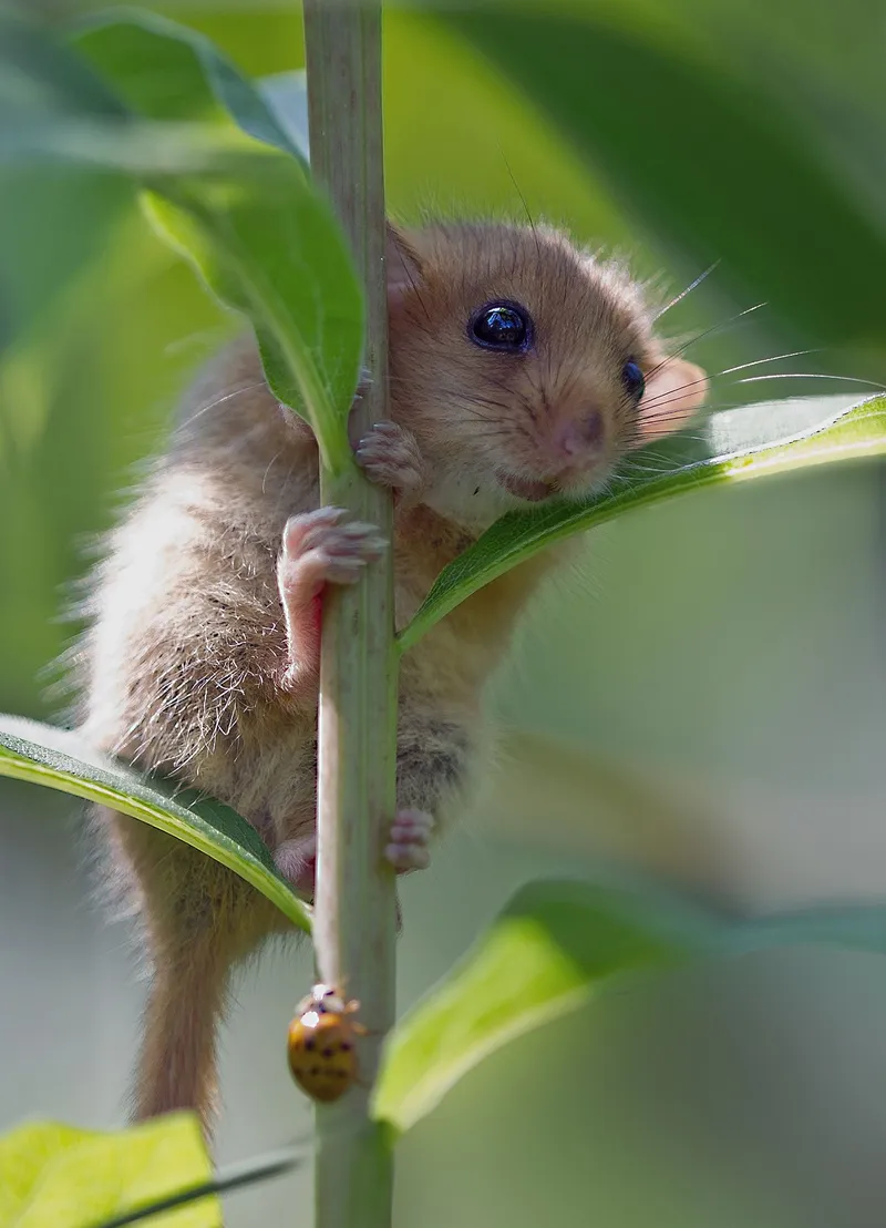 Meme ảnh chuột hamster chế độc đáo và hài hước vô cùng.