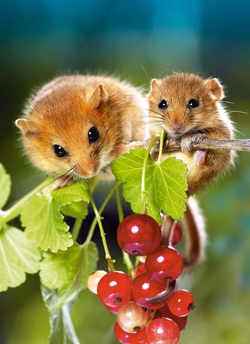 Ảnh meme chuột hamster luôn mang đến sự hài hước bất ngờ.