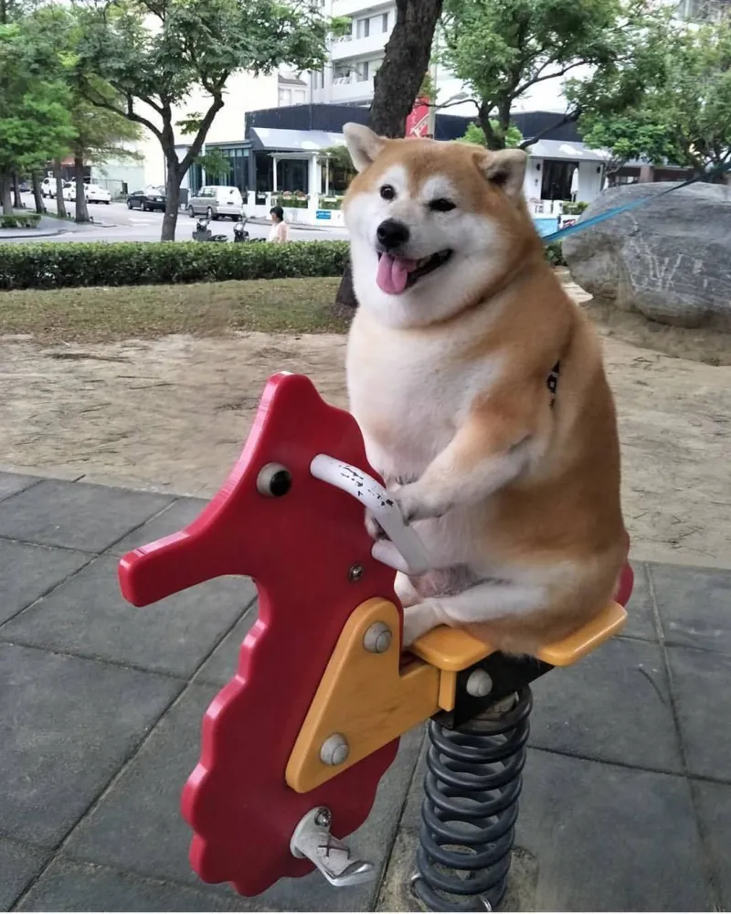 Meme cheems việt nam gây sốt mạng xã hội với những tình huống cực kỳ hài hước.