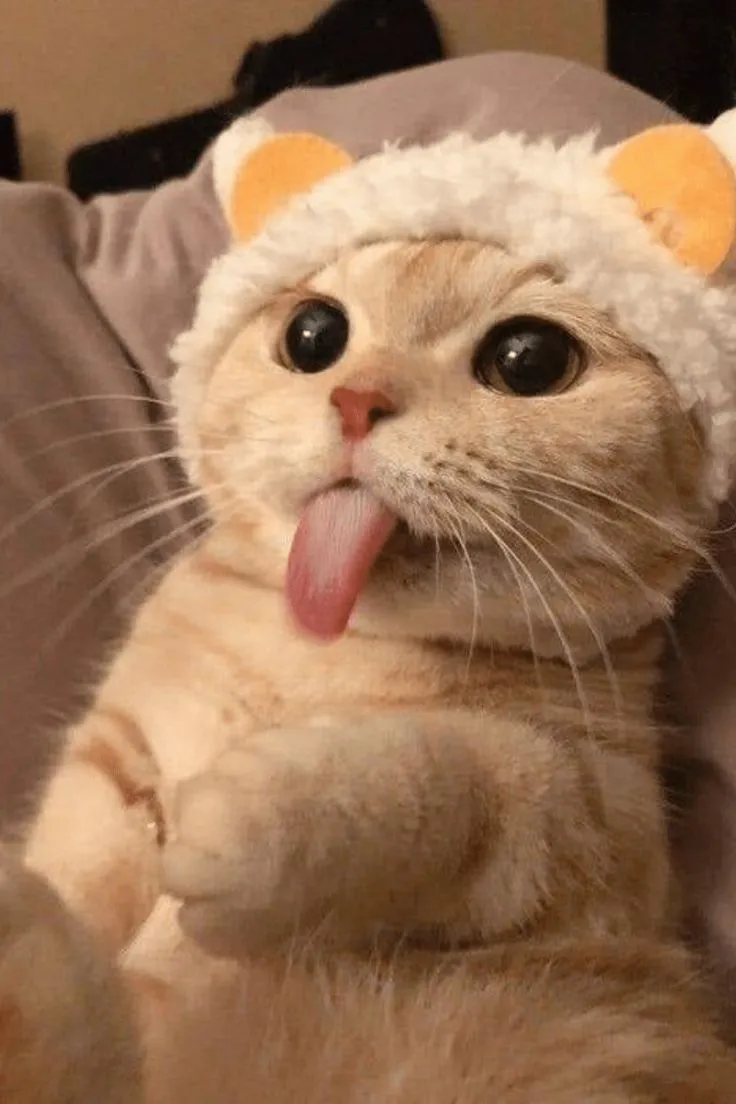 Những hình ảnh meme cute này sẽ làm bạn bật cười ngay! Cùng chia sẻ để lan tỏa sự dễ thương.