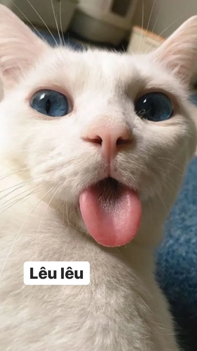 Hình ảnh meme hài luôn khiến bạn cảm thấy vui vẻ và thư giãn ngay lập tức.