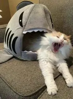 Không thể nhịn cười với meme hài bựa mèo vừa đáng yêu vừa 