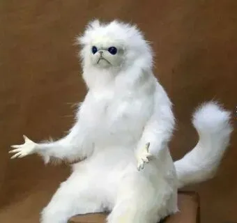 Meme mèo hài hước luôn khiến bạn tan chảy vì độ dễ thương khó cưỡng