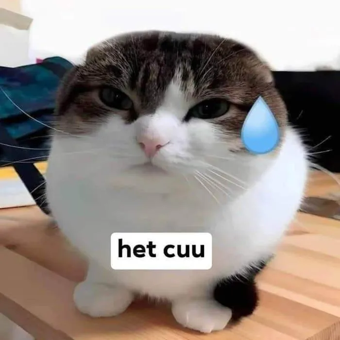 Hình ảnh meme hết cứu khiến bạn không thể ngừng cười với những tình huống 