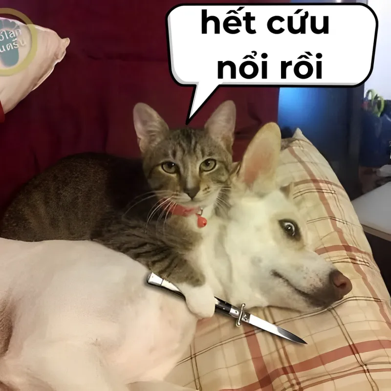 Khi mọi nỗ lực đều vô ích, meme 