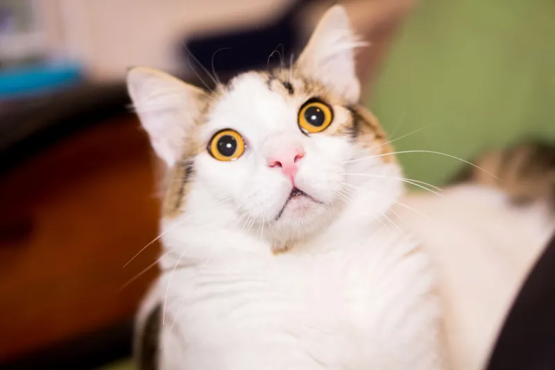 Meme mặt bất ngờ trở thành nguồn cảm hứng bất tận cho các cuộc trò chuyện
