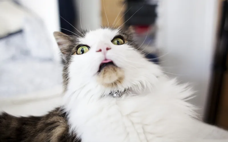 Meme bất ngờ cute mang lại cảm giác dễ thương và hài hước đồng thời