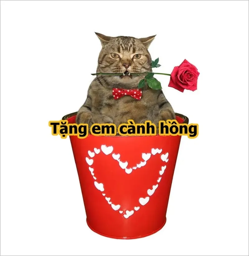 Meme quà tặng 2/9 làm cho dịp lễ thêm phần đặc biệt với những món quà ngộ nghĩnh và hài hước.