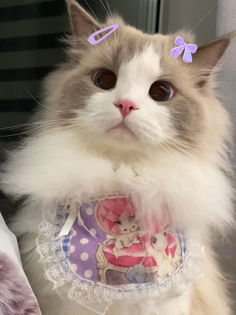 Tải ngay meme avatar vô tri mèo để nâng tầm hài hước cho hội bạn!