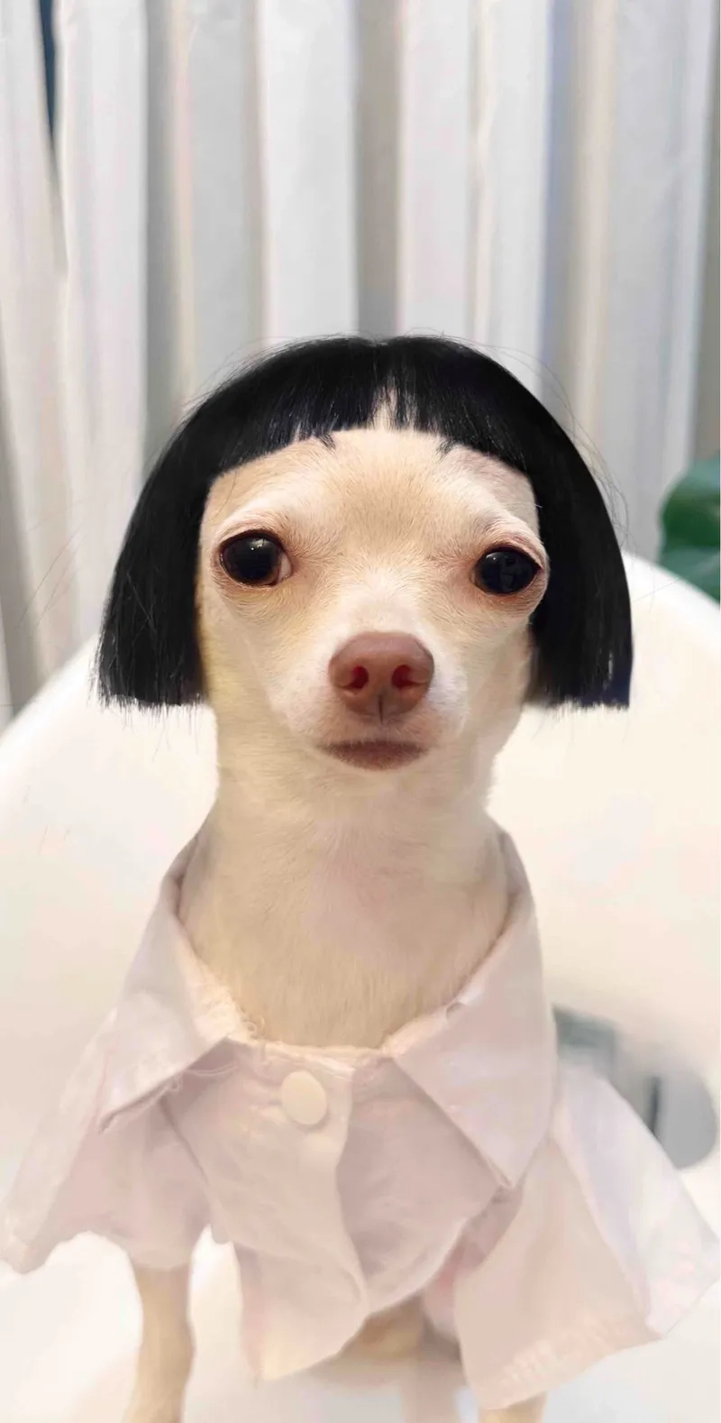 Avatar mèo vô tri meme dễ thương và ngộ nghĩnh, phù hợp với mọi tâm trạng.
