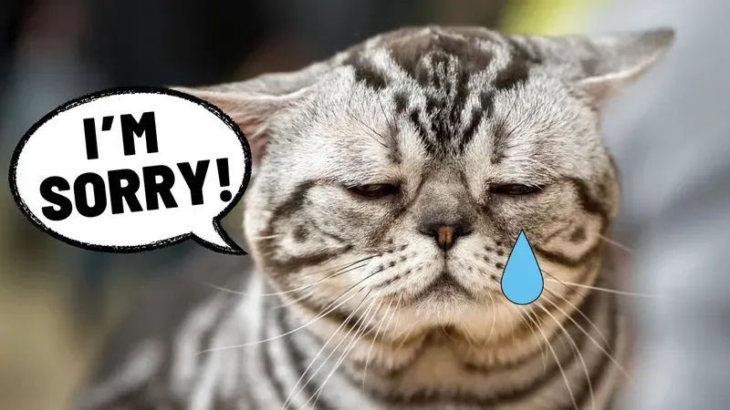 Cử chỉ cúi đầu trong meme cúi đầu xin lỗi giúp lời nói của bạn thêm phần ý nghĩa.