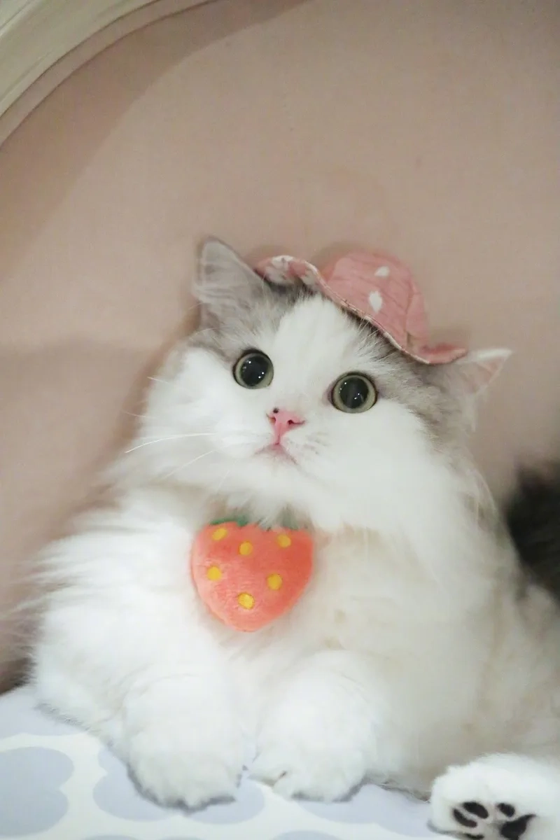 Ảnh meme vô tri cute mang lại những phút giây thư giãn và tiếng cười sảng khoái.