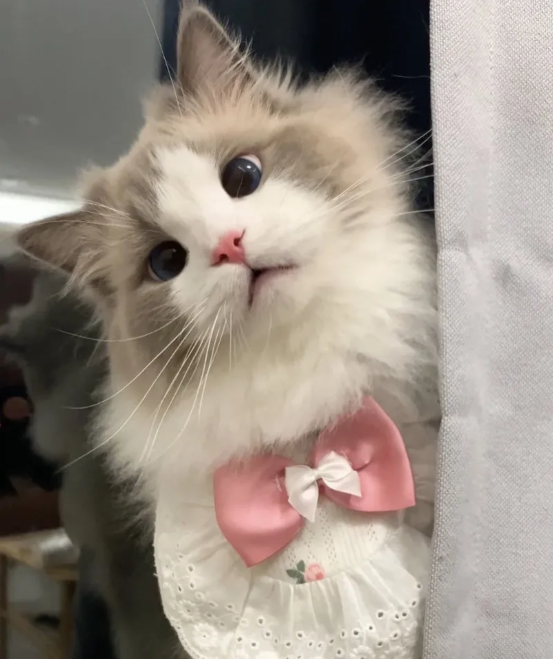 Đừng bỏ lỡ những ảnh mèo cute meme đang gây sốt trên mạng xã hội.
