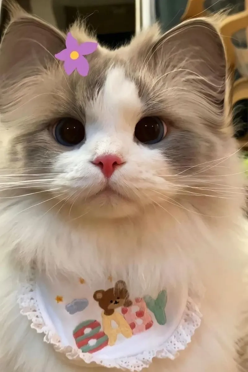 Tuyển chọn ảnh meme mèo cute giúp bạn lan tỏa niềm vui đến bạn bè.