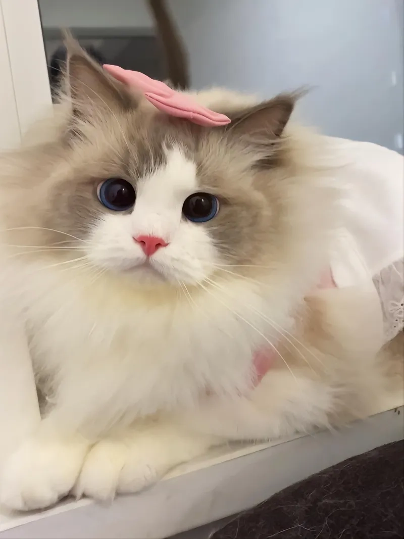 Chọn ngay avatar mèo cute meme để trang cá nhân thêm phần sinh động.