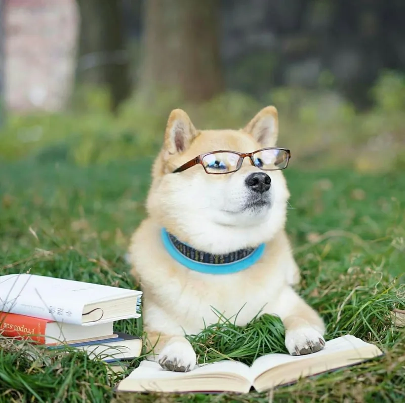 Thêm ngay meme ảnh mèo cute vào danh sách yêu thích của bạn!